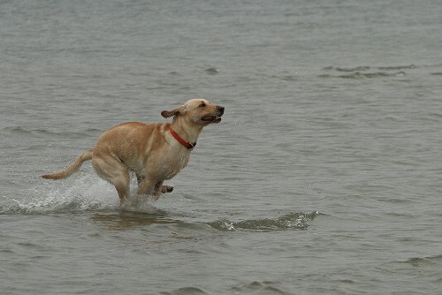 Schließlich kann ich auch über Wasser laufen.