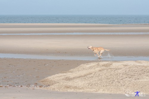 Hier kann Hund flitzen!