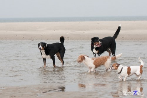 Manche Hunde nehmen ein Fußbad....