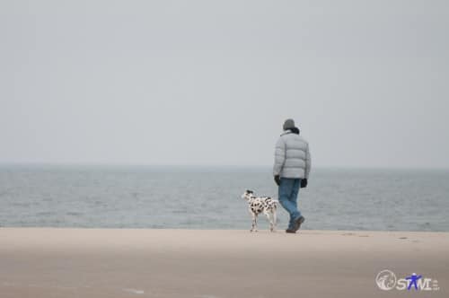 ...andere gehen alleine mit ihren Mensch am Wasser entlang.