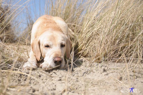 Da lege ich mich doch in den kühlen Sand.