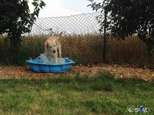 Erfrischung in der Wanne.