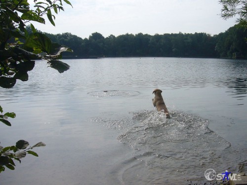 Hund springt hinterher.