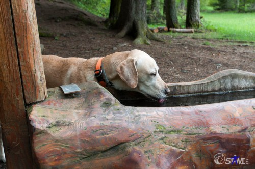 Gute Höhe, da kommt Hund ans Wasser.