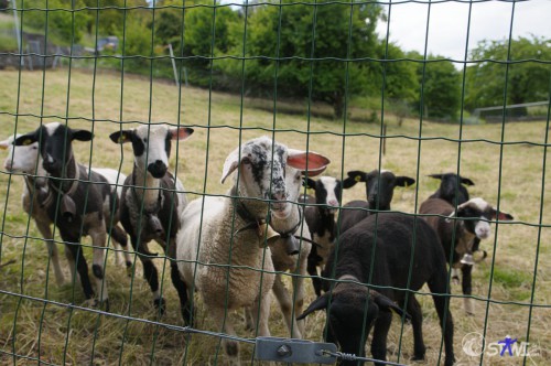 Die hauen gar nicht ab!