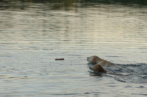 Wettschwimmen