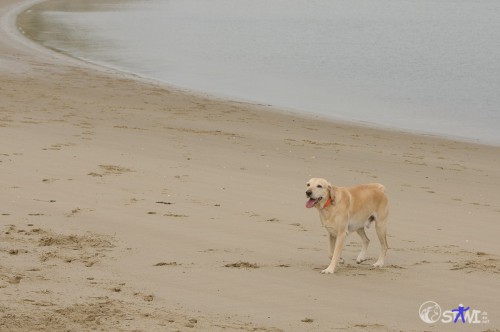 Strandkontrolle