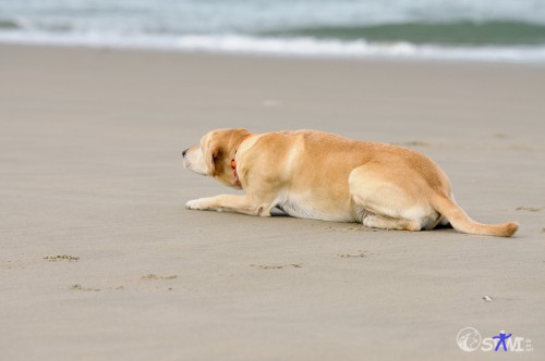 Wau! Da kommt ein anderer Hund!