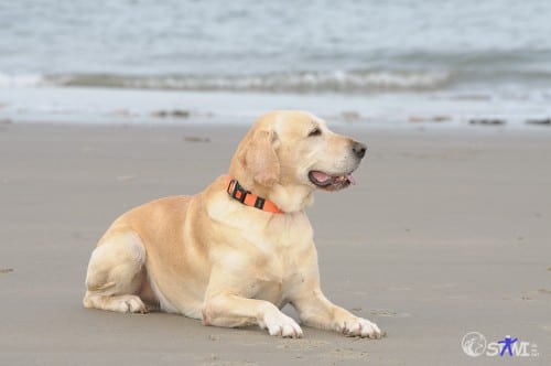 Ich genieße mal den Strand