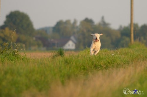 Hunderunde mit Spaß!