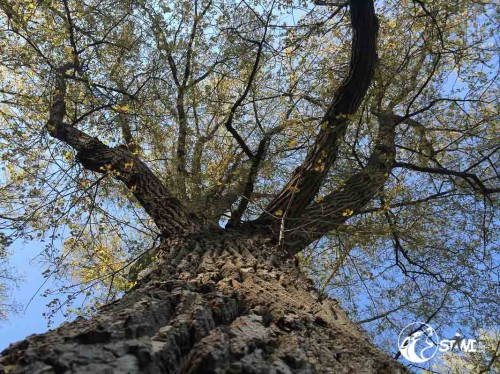 Das ist aber ein große Baum.