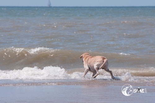 Wau! Da kommt wieder das laute Wasser.