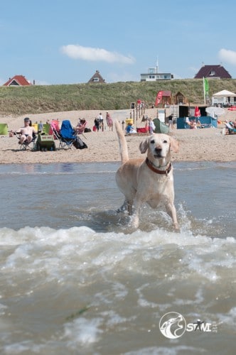 Hey, großer Mann! Was machst du schon wieder im Wasser?